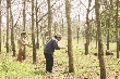 Người trồng cao su nỗ lực giữ vườn cây